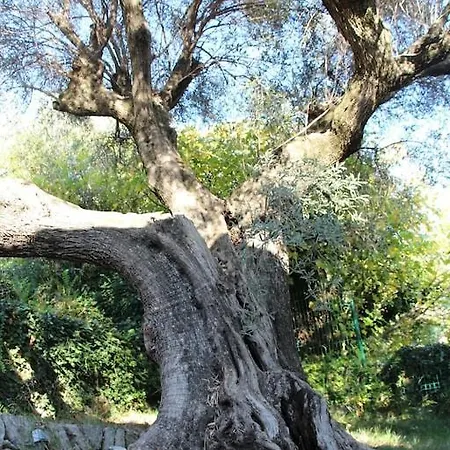 Mas Chamarel A Au Milieu Des Vignes Et Oliviers *